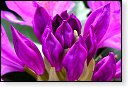 bloemen bloem hdr natuur flora roos rozen tulp tulpen orchidee orchideeen zonnebloem geranium cannabis marihuana wiet hennep sativa indica